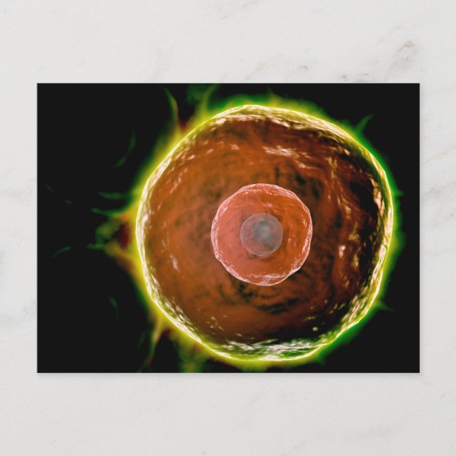 Carte Postale Vue Microscopique Des Cellules B Humaines 2 (Devant)