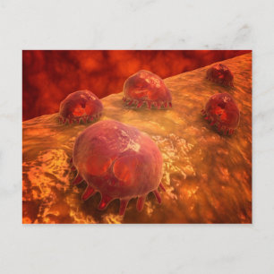 Carte Postale Vue Microscopique Des Macrophages Phagocytiques 1