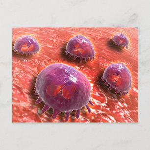 Carte Postale Vue Microscopique Des Macrophages Phagocytiques 3
