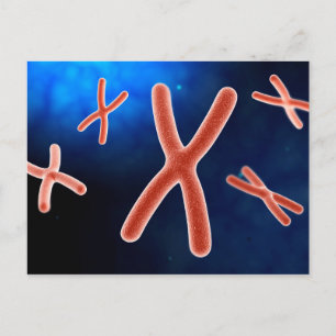 Carte Postale Vue Microscopique Du Chromosome 1