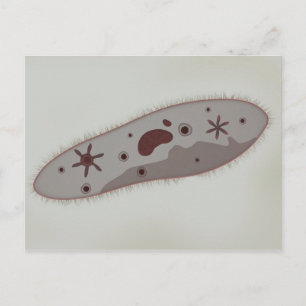 Carte Postale Vue Microscopique Du Paramètre 3