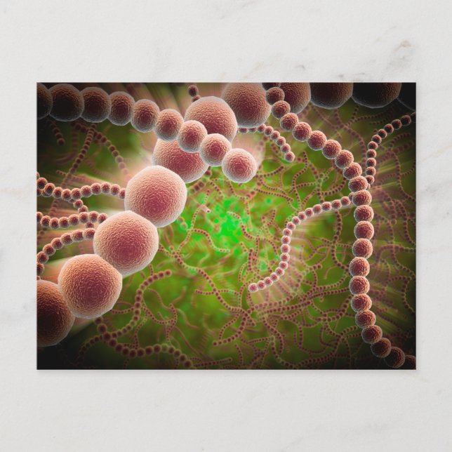Carte Postale Vue Microscopique Du Streptococcus Pneumoniae (Devant)