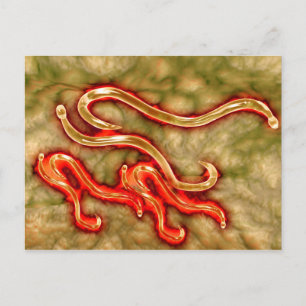 Carte Postale Vue Microscopique Du Vin À Coin 1