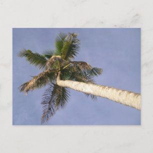 Carte Postale Vue Palm