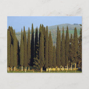 Carte Postale vue panoramique sur les cyprès de Sienne