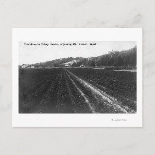 Carte Postale Vue sur Hutchinson Celery Garden
