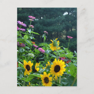Carte Postale Vue sur jardin, marguerites, cosmos, tournesols