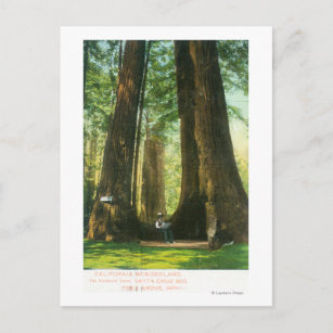 Carte Postale Vue sur Redwood Twins à Big Tree Grove
