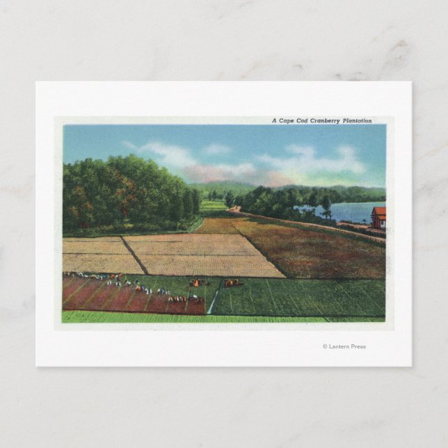 Carte Postale Vue sur une plantation de canneberges (Devant)