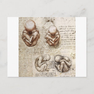 Carte Postale Vues d'un foetus dans le ventre