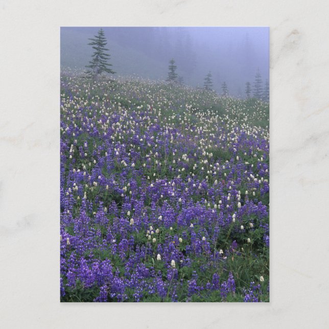 Carte Postale WA, Mont Rainier NP, prairie de Lupine et de Bisto (Devant)