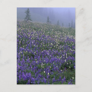 Carte Postale WA, Mont Rainier NP, prairie de Lupine et de Bisto