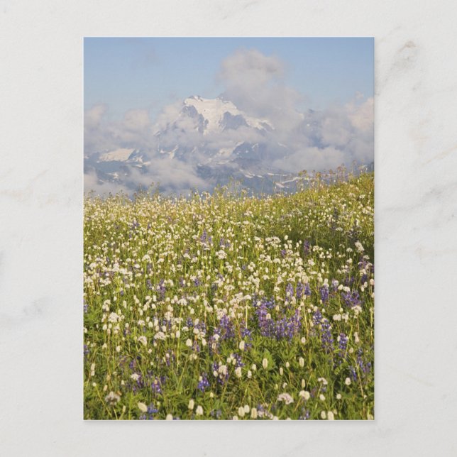Carte Postale WA, Mt. Baker Wilderness, Mt. Shuksan et (Devant)