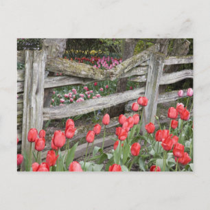 Carte Postale WA, Skagit Valley, Roozengaarde Tulip Garden,