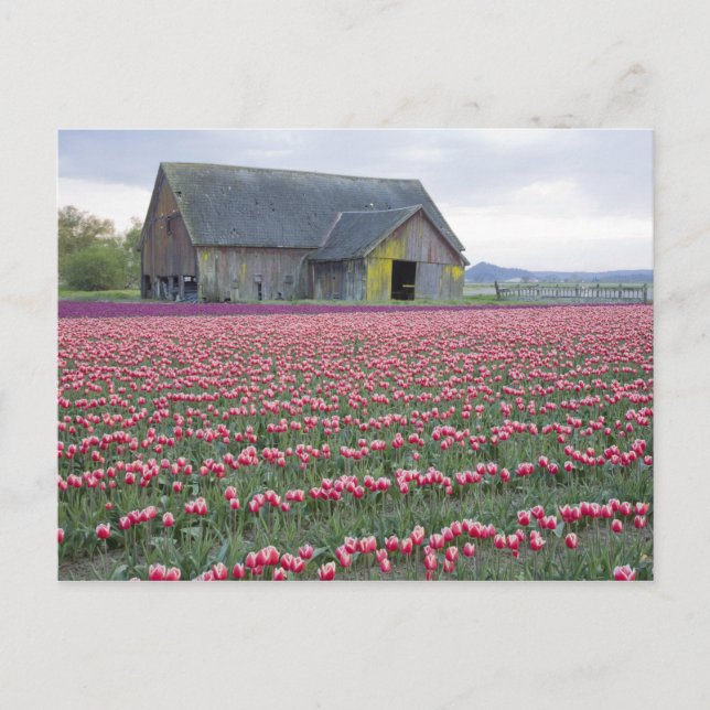 Carte Postale WA, Skagit Valley, Tulip Field et Barn (Devant)