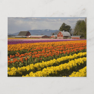 Carte Postale WA, Vallée de Skagit, Champs de tulipes en fleurs,