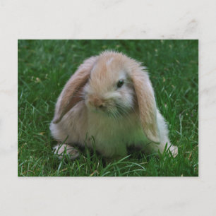 Carte postale Wabbit