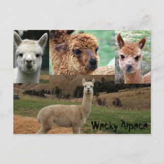 Carte Postale Wacky Alpaca