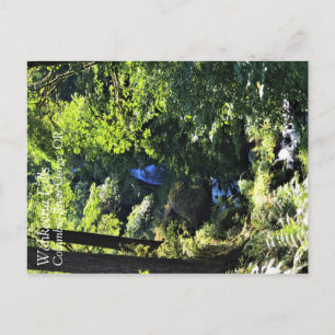 Carte Postale Wahkeena Falls