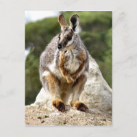 Wallaby