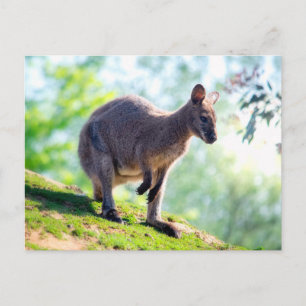 Carte Postale Wallaby