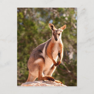 Carte Postale Wallaby, roche à pied jaune australien