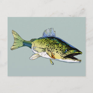 Carte Postale Walleye