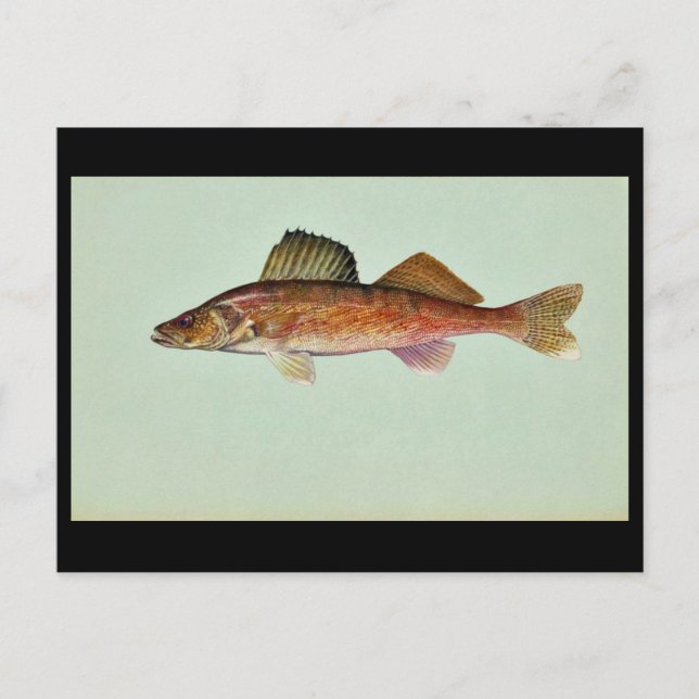 Carte Postale Walleye (Devant)