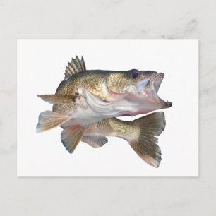 Carte Postale Walleye de pêche