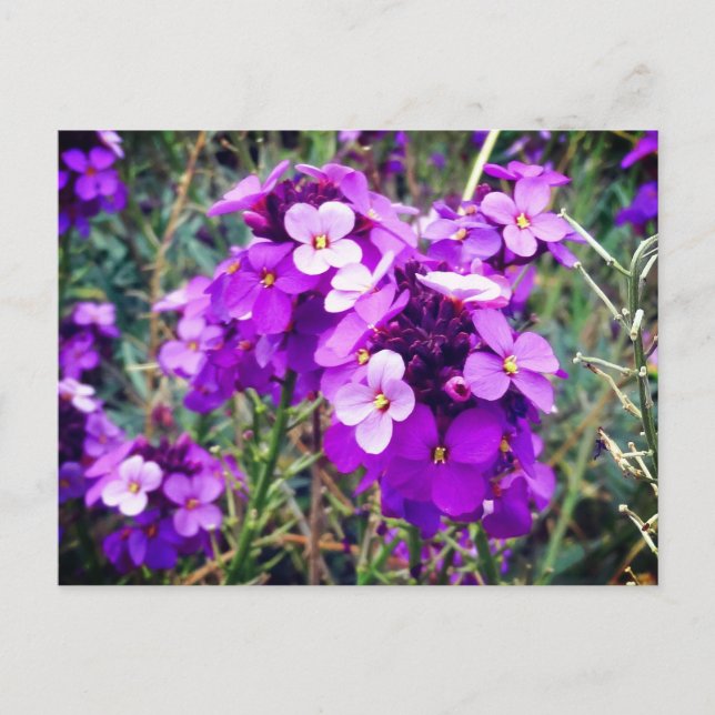 Carte postale Wallflower Bowles Mauve #1 (Devant)