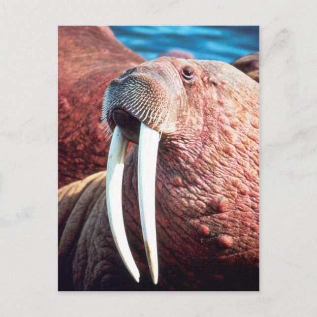 Carte Postale Walrus (Devant)