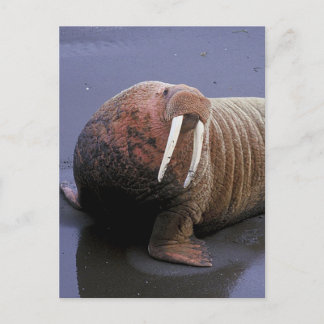 Carte Postale Walrus