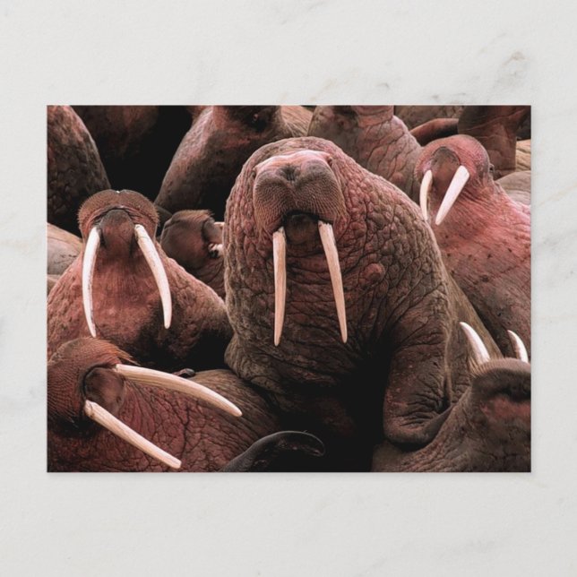 Carte Postale Walrus (Devant)