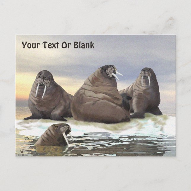 Carte Postale Walrus - Quatre frères (Devant)