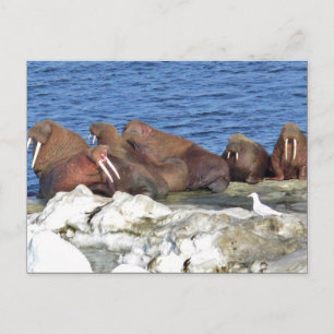 Carte Postale Walrus sur la glace de mer de Béring