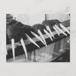 Carte Postale Walrus Tusks : 1931
