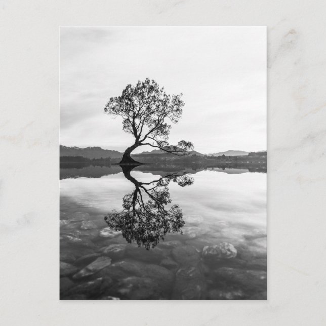 Carte Postale Wanaka Tree Nouvelle-Zélande Paysage Photographie (Devant)