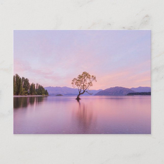 Carte Postale Wanaka Tree Sunrise Nature Voyage Photographie (Devant)