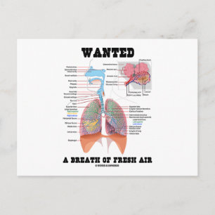 Carte Postale Wanted A Breath Of Fresh Air