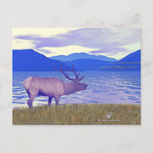 Carte Postale Wapiti (Elk) Sur Le Lac