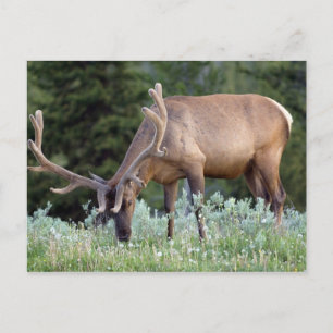Carte Postale Wapiti mâle avec bois en velours se nourrissant