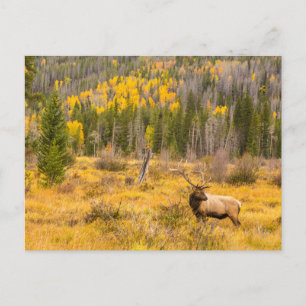 Carte Postale Wapiti mâle   Parc national des montagnes Rocheuse