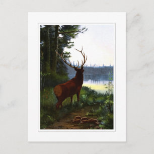 Carte Postale Wapiti, ou Elk