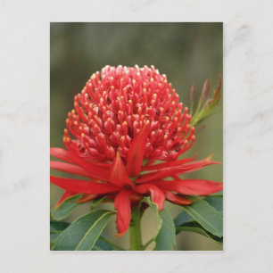 Carte Postale Waratah en fleur, fleurs australiennes