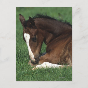 Carte Postale Warmblood Foal Laying Down