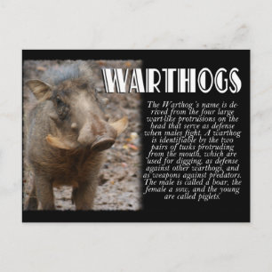 Carte Postale WARTHOGS avec description