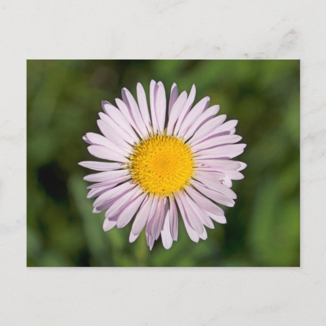 Carte Postale Washington, Cascade Range, Mont Baker (Devant)