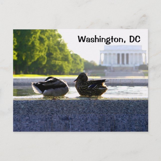 Carte Postale Washington, DC : Des canards au mémorial 2ÈME GUER (Devant)