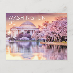 Carte Postale Washington DC Jefferson Memorial Cherry Blossoms