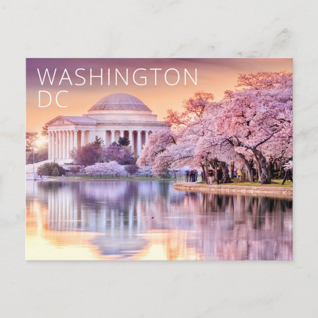 Carte Postale Washington DC Jefferson Memorial Cherry Blossoms (Devant)